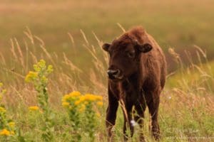 Bison calf on Konza Prairie