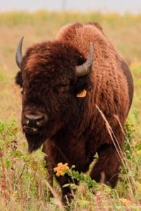 Bison on Konza Prairie