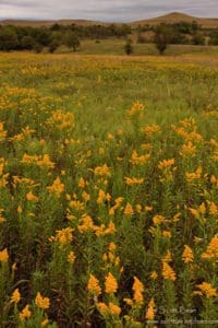 Konza Wildflowers