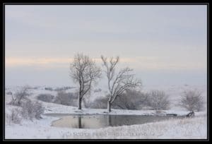 Peaceful Pond