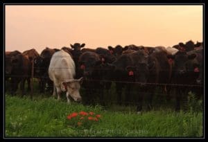 Skyline Road, Wabaunsee County