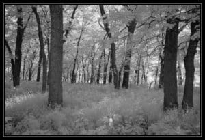 Tree Trunks - Wabaunsee County