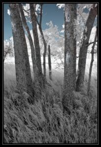 Tree Trunks - Wabaunsee County, Kansas