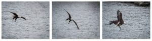 Eagle flying over Tuttle Creek Lake