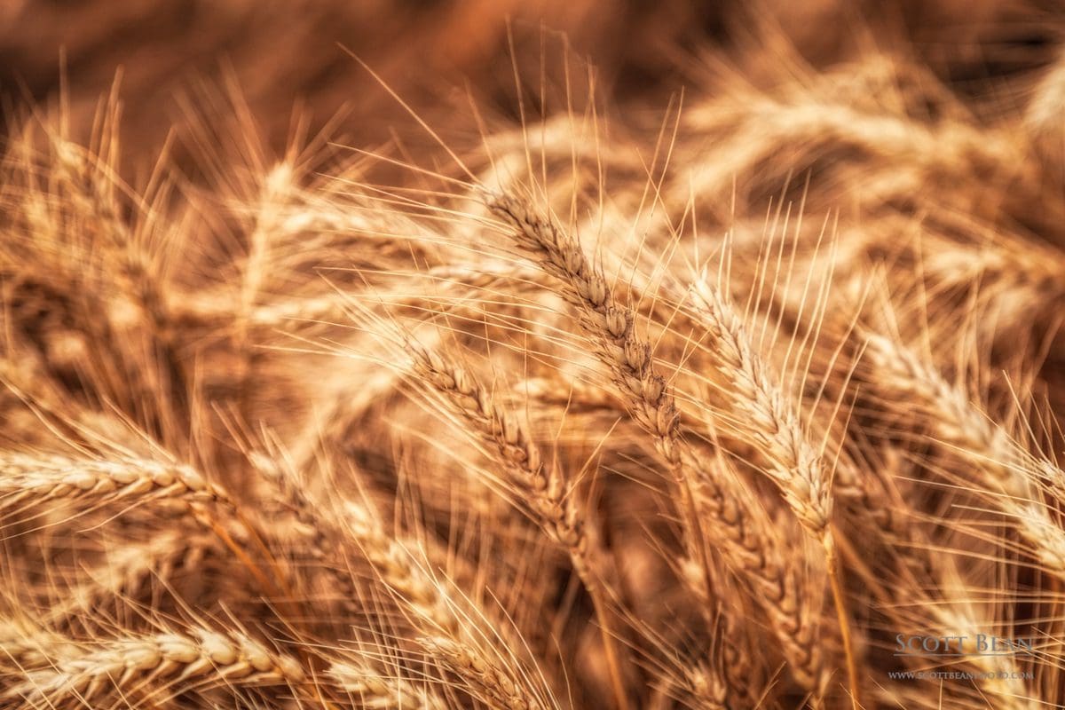 wheat field background