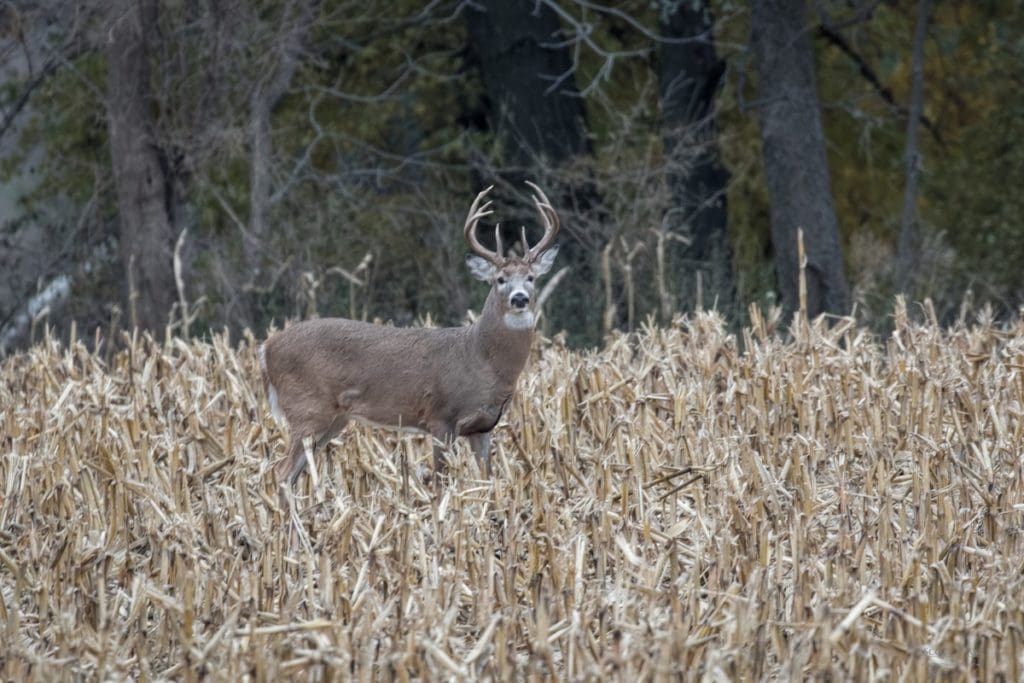 Deer
